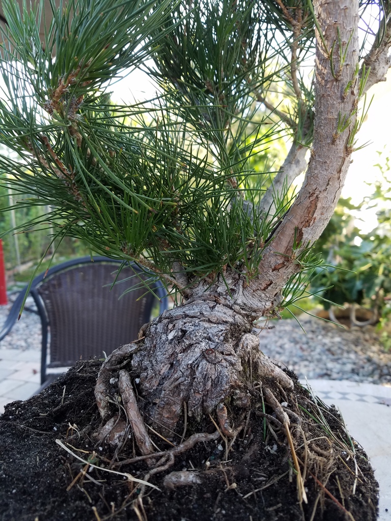 black-pine-uno