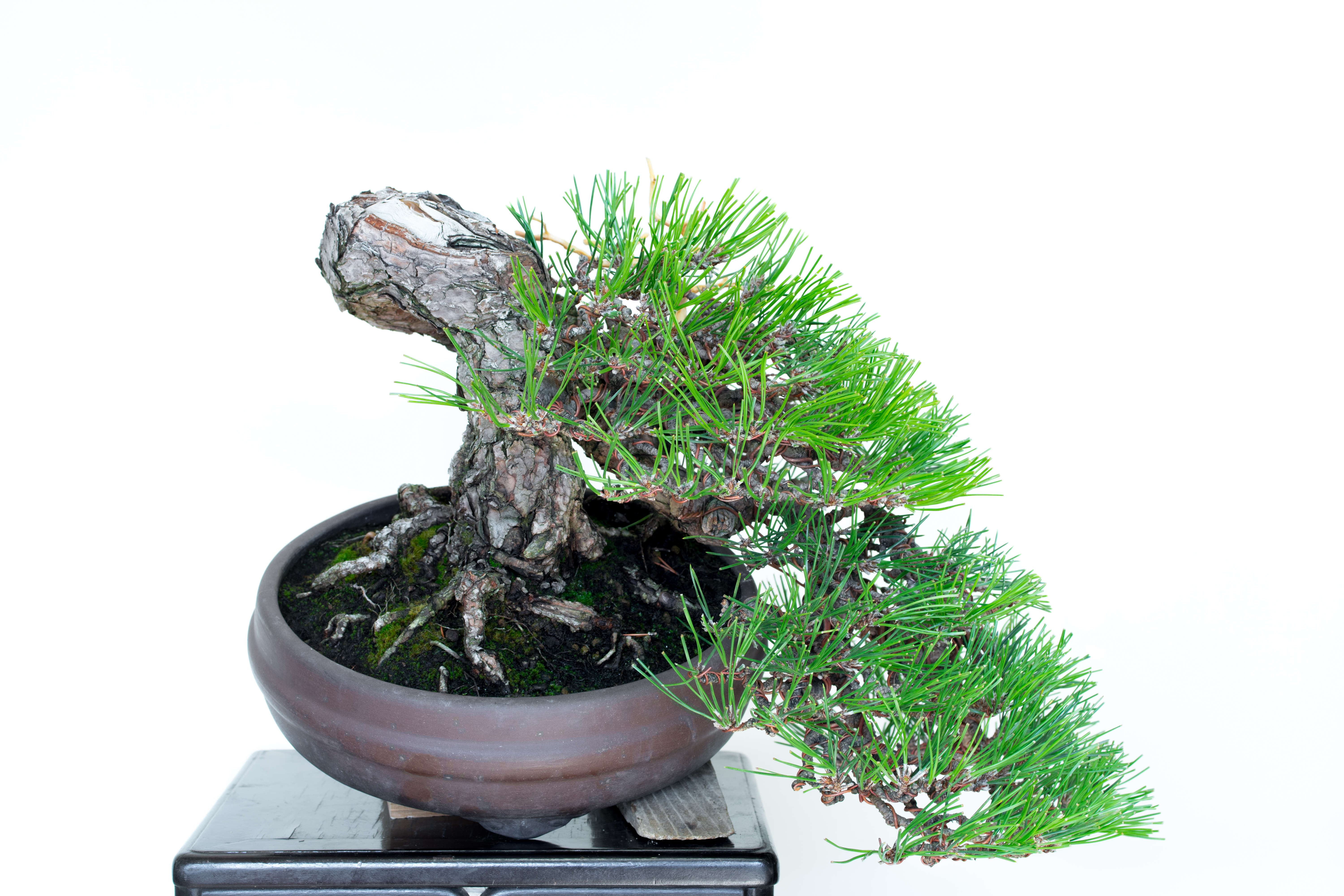 semi cascade pine
